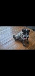 Reunited Female Dog last seen Naranca Ave, Main and 3rd ave, El Cajon, CA 92021