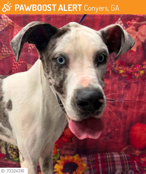 Found/Stray Unknown Dog last seen Located at Rockdale County Animal Service, 1506 Rockbridge Road, Conyers, GA 30012, Conyers, GA 30012