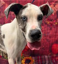 Found/Stray Unknown Dog last seen Located at Rockdale County Animal Service, 1506 Rockbridge Road, Conyers, GA 30012, Conyers, GA 30012