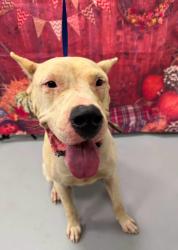 Found/Stray Unknown Dog last seen Located at Rockdale County Animal Service, 1506 Rockbridge Road, Conyers, GA 30012, Conyers, GA 30012