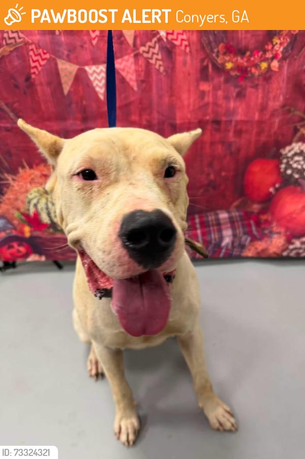 Found/Stray Unknown Dog last seen Located at Rockdale County Animal Service, 1506 Rockbridge Road, Conyers, GA 30012, Conyers, GA 30012