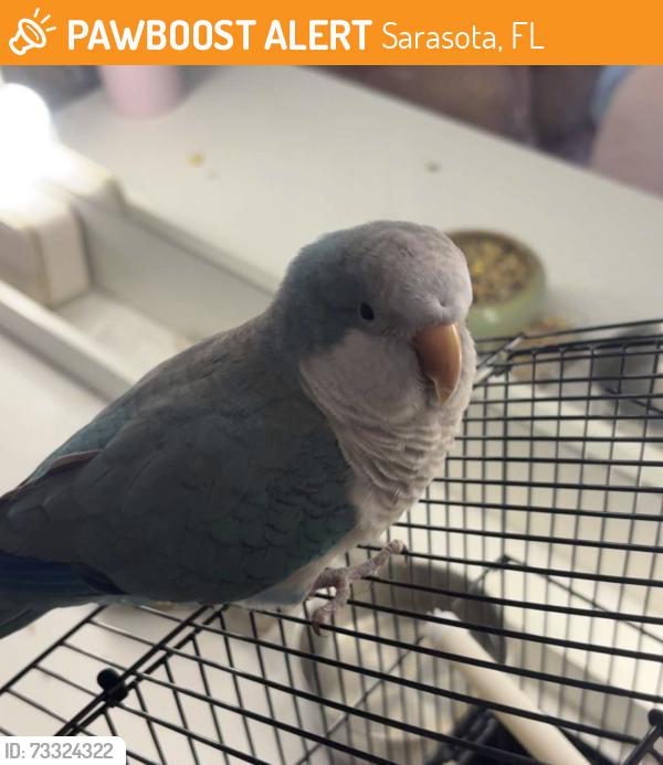 Found/Stray Unknown Bird last seen Whitfield ave sunbelt rentals, Sarasota, FL 34243