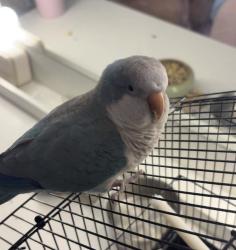 Found/Stray Unknown Bird last seen Whitfield ave sunbelt rentals, Sarasota, FL 34243
