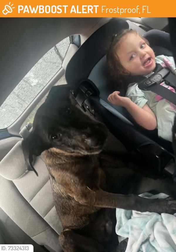 Found/Stray Male Dog last seen Near George St - Sunray water tower, Frostproof, FL 33843