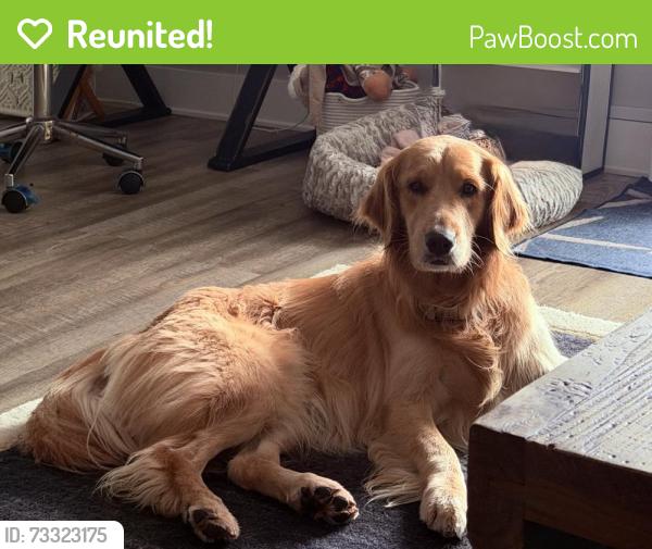 Reunited Female Dog last seen Lunada Bay, Palos Verdes Estates, CA 90275