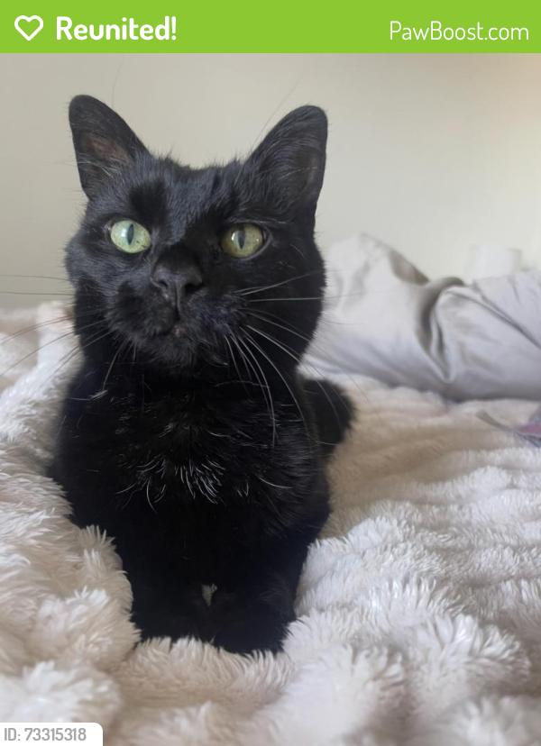 Reunited Male Cat last seen Wakeman street, Worcestershire, England WR3 8BQ