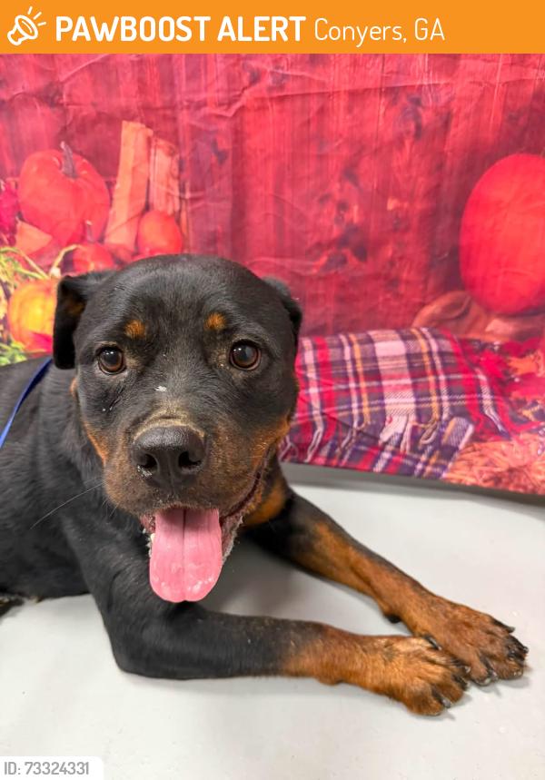 Found/Stray Unknown Dog last seen Located at Rockdale County Animal Service, 1506 Rockbridge Road, Conyers, GA 30012, Conyers, GA 30012