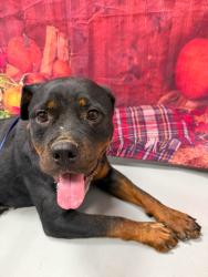 Found/Stray Unknown Dog last seen Located at Rockdale County Animal Service, 1506 Rockbridge Road, Conyers, GA 30012, Conyers, GA 30012