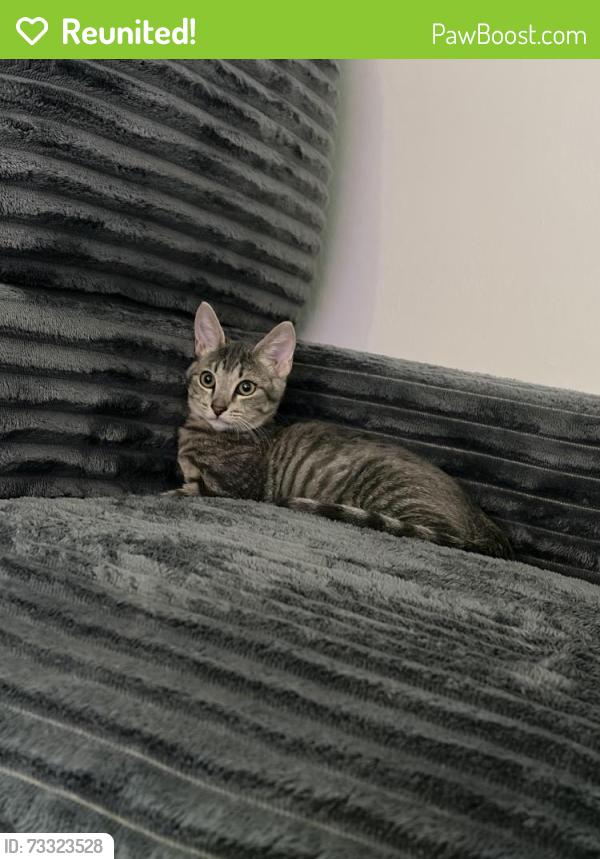 Reunited Female Cat last seen Near Helwig Ave, Norwalk, CA 90650