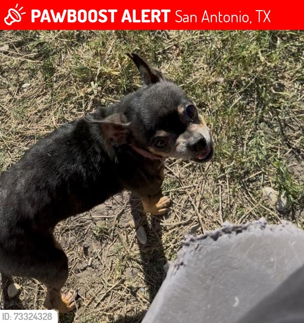 Lost Female Dog last seen Kirby tx, San Antonio, TX 78244