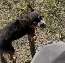 Lost Female Dog last seen Kirby tx, San Antonio, TX 78244