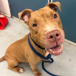 Shelter Stray Male Dog last seen , Animal Care & Control Team of Philly, 111 W Hunting Park Ave, Philadelphia, PA 19140, USA