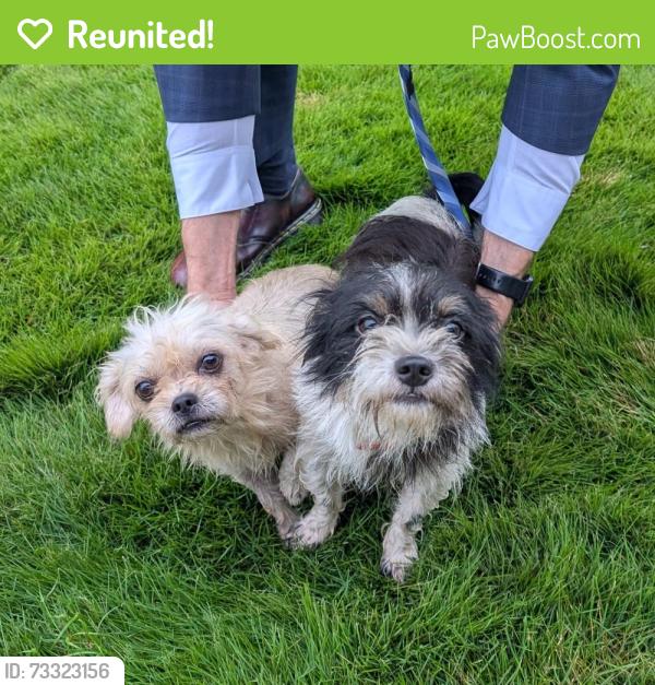 Reunited Male Dog last seen Lee Vaughn Rd near Kelsey Glen and Copper Creek neighborhoods, Simpsonville, SC 29681