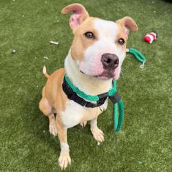 Shelter Stray Female Dog last seen , Animal Care & Control Team of Philly, 111 W Hunting Park Ave, Philadelphia, PA 19140, USA