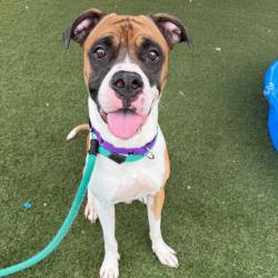 Shelter Stray Male Dog last seen , Animal Care & Control Team of Philly, 111 W Hunting Park Ave, Philadelphia, PA 19140, USA