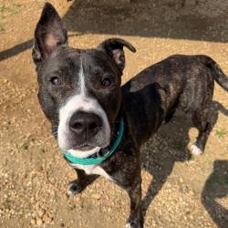 Shelter Stray Male Dog last seen , Animal Care & Control Team of Philly, 111 W Hunting Park Ave, Philadelphia, PA 19140, USA