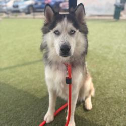 Shelter Stray Male Dog last seen , Animal Care & Control Team of Philly, 111 W Hunting Park Ave, Philadelphia, PA 19140, USA