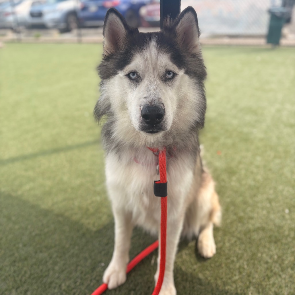 Shelter Stray Male Dog last seen , Animal Care & Control Team of Philly, 111 W Hunting Park Ave, Philadelphia, PA 19140, USA
