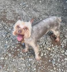 Reunited Male Dog last seen Hwy 36 and 162 Covington, GA, Covington, GA 30014