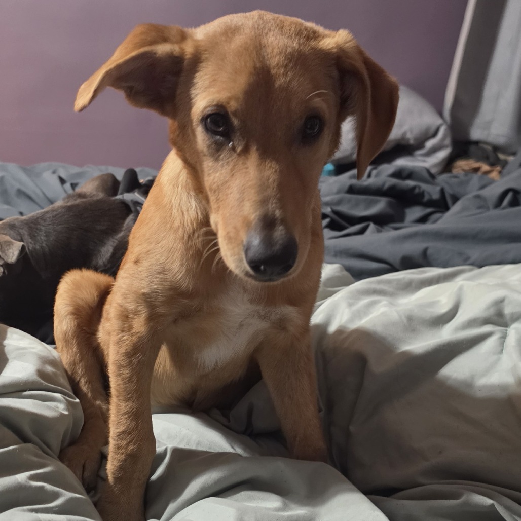 Shelter Stray Female Dog last seen , 2350 Appling City Cove, Memphis, TN 38133, USA