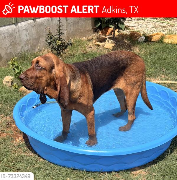 Lost Male Dog last seen Stuart Rd, Adkins, TX 78101