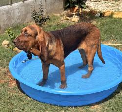 Lost Male Dog last seen Stuart Rd, Adkins, TX 78101