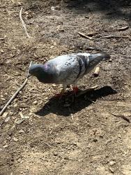 Found/Stray Male Bird last seen Near Fallriver Dr, Reynoldsburg, OH 43068, Reynoldsburg, OH 43068