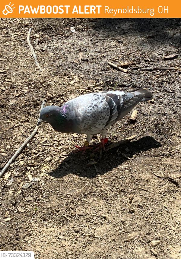 Found/Stray Male Bird last seen Near Fallriver Dr, Reynoldsburg, OH 43068, Reynoldsburg, OH 43068