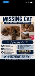 Lost Male Cat last seen Wilson blvd and odanak st, El Dorado Hills, CA 95762