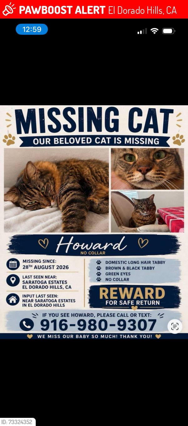 Lost Male Cat last seen Wilson blvd and odanak st, El Dorado Hills, CA 95762