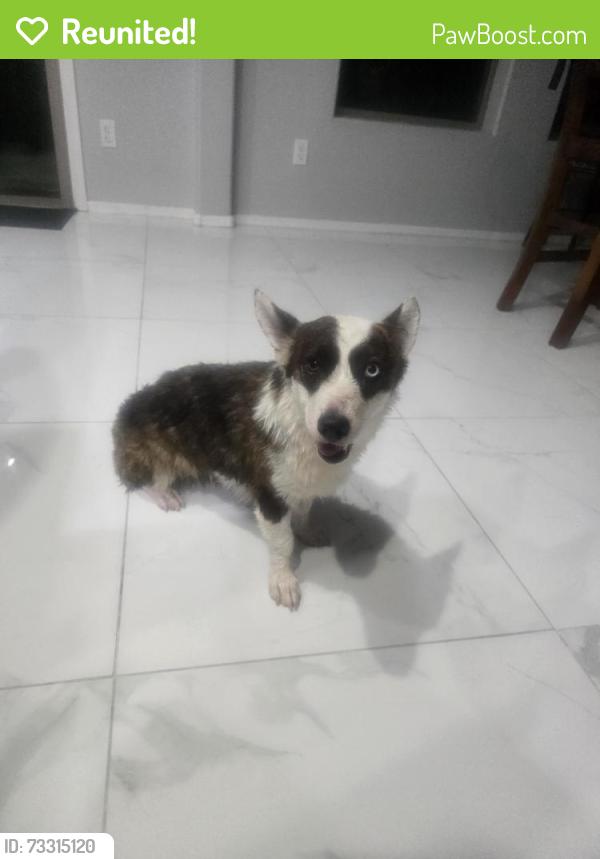 Reunited Female Dog last seen 59th ave & Buckeye rd, Phoenix, AZ 85043