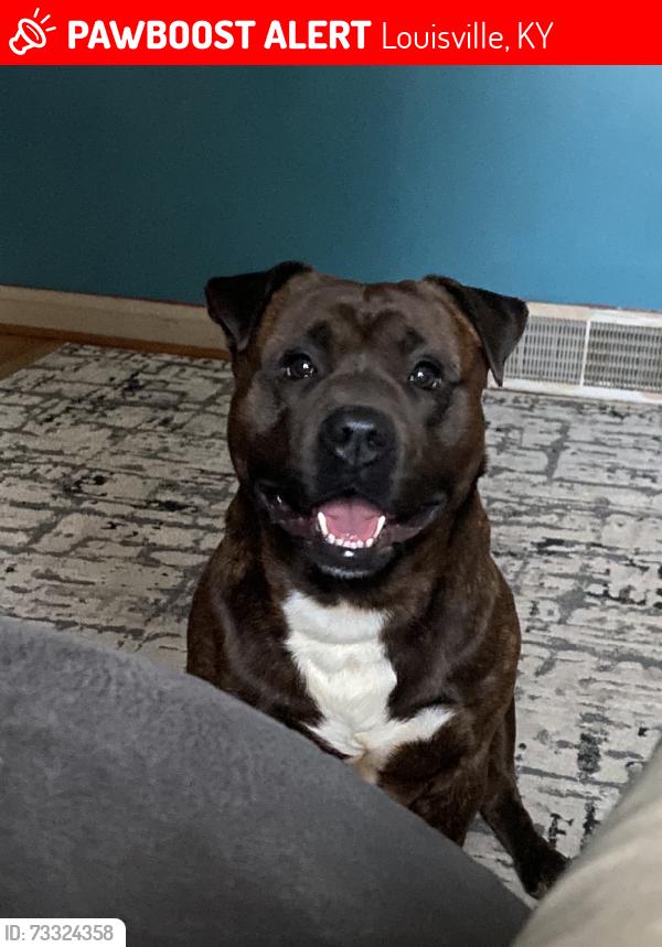 Lost Male Dog last seen Target, Louisville, KY 40218