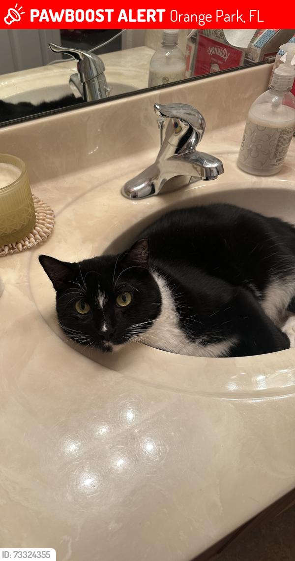 Lost Male Cat last seen Crooked Pine Cul de Dac, Orange Park, FL 32003