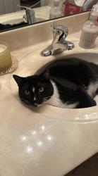 Lost Male Cat last seen Crooked Pine Cul de Dac, Orange Park, FL 32003