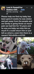 Lost Male Dog last seen Western Ave, Chillicothe, OH 45601