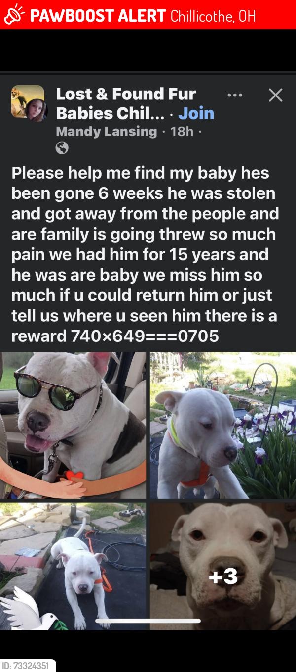 Lost Male Dog last seen Western Ave, Chillicothe, OH 45601