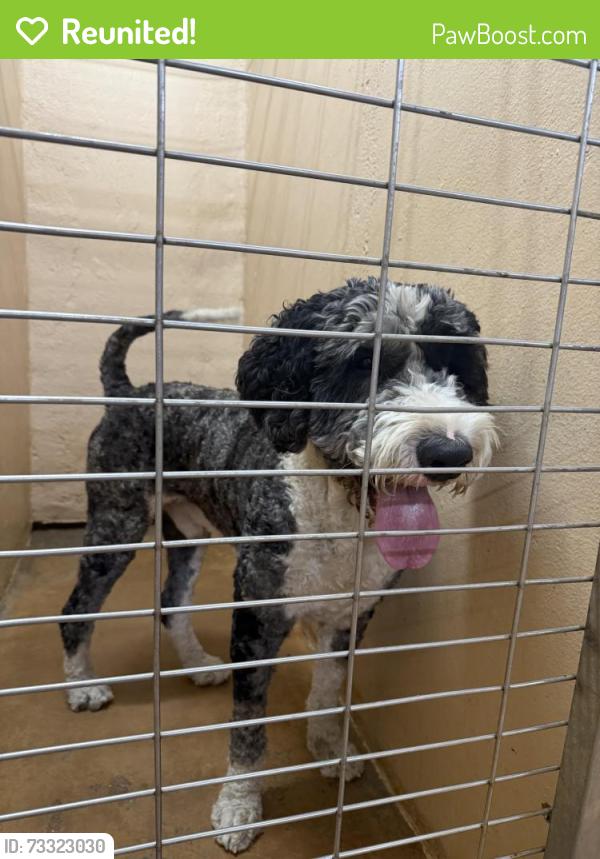 Reunited Male Dog last seen Near Lowe’s, Temple, TX 76502