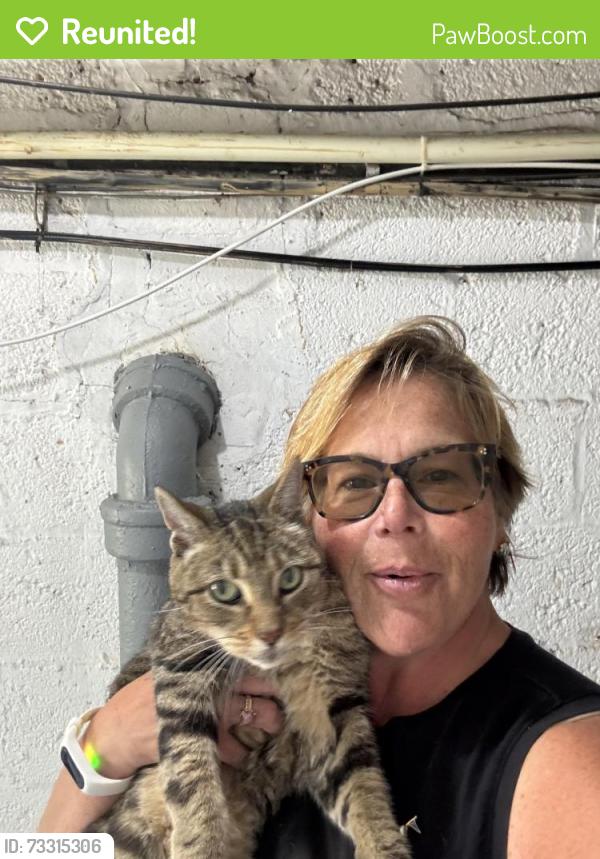 Reunited Male Cat last seen Dolphin Green apmts, Port Washington, NY 11050