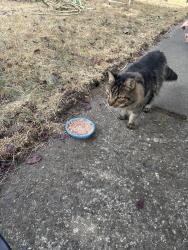 Found/Stray Unknown Cat last seen 35th, Everett, WA 98201