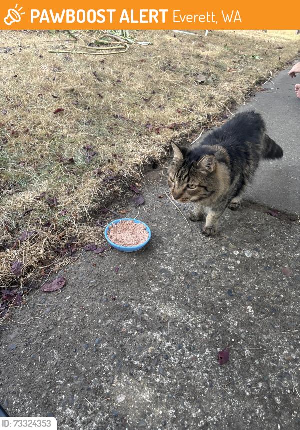 Found/Stray Unknown Cat last seen 35th, Everett, WA 98201