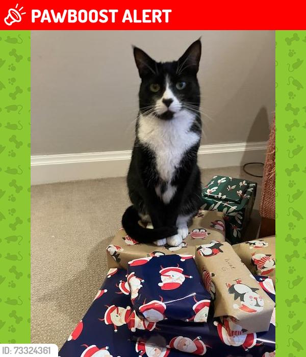 Lost Male Cat last seen Henhurst Cross Lane, up to Beare Green, Coldharbour, England RH5 4LR