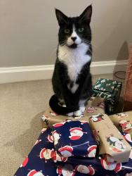 Lost Male Cat last seen Henhurst Cross Lane, up to Beare Green, Coldharbour, England RH5 4LR