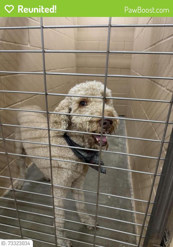 Reunited Male Dog last seen Near Lowe’s, Temple, TX 76502