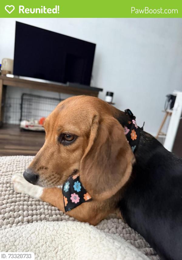 Reunited Female Dog last seen Adler Planetarium, Shedd Aquarium, Museum Campus, Marina, Lae Front, Chicago, IL 60605