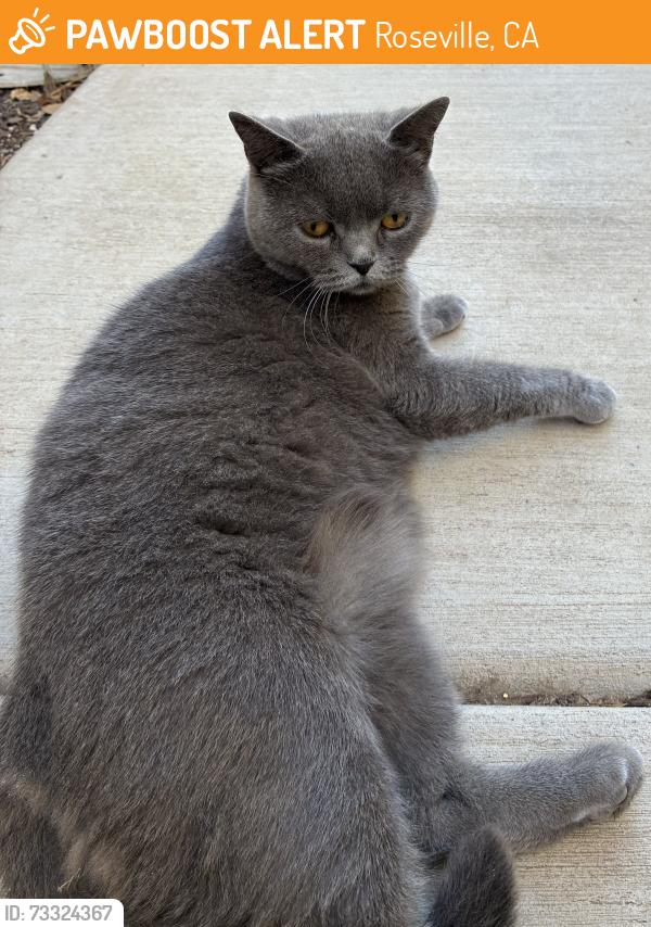 Found/Stray Unknown Cat last seen Sierra village, Roseville, CA 95747