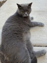 Found/Stray Unknown Cat last seen Sierra village, Roseville, CA 95747