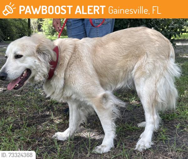 Found/Stray Female Dog last seen 156th street, near Monteocha store, Gainesville, FL 32609