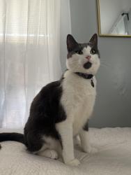 Lost Male Cat last seen Phroane Ave., Guy R. Brewer, Queens, NY 11433