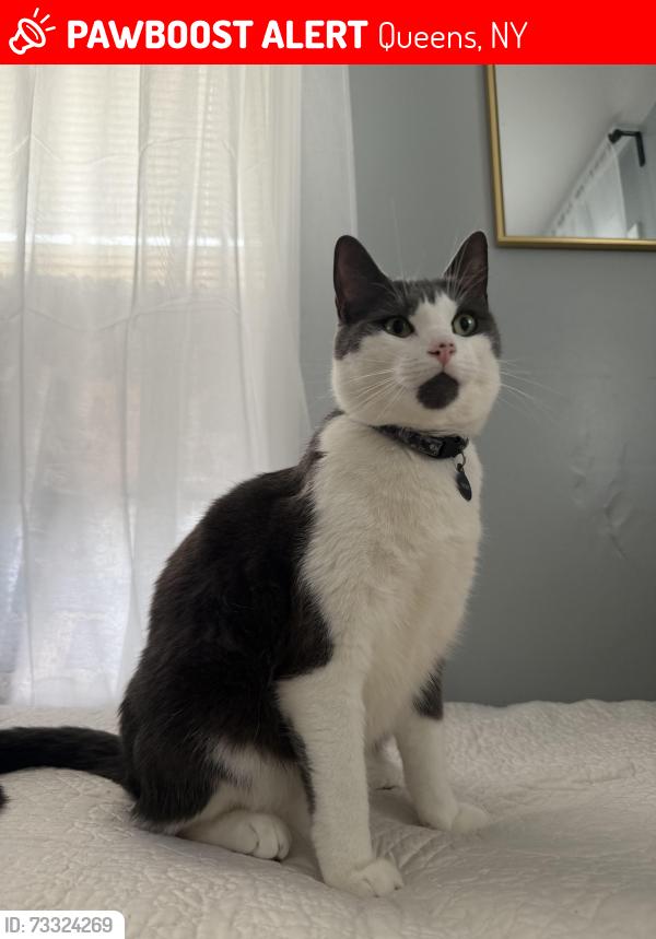 Lost Male Cat last seen Phroane Ave., Guy R. Brewer, Queens, NY 11433