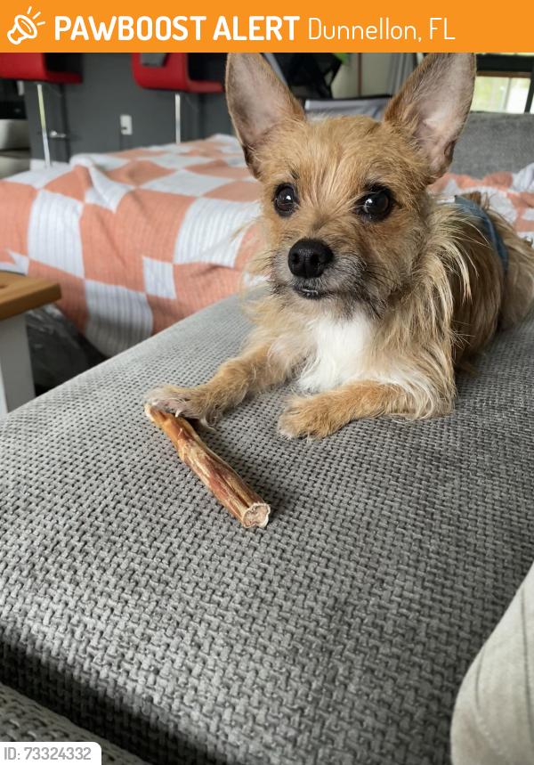 Found/Stray Unknown Dog last seen The Woodlands, Dunnellon, FL 34431
